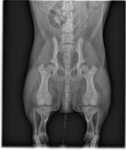 Radiographie d'une dysplasie de la hanche chez le chien